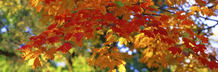 Fall Foliage, Guilford, Baltimore City, Maryland, USA by Panoramic Images wall art