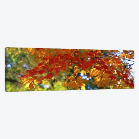 Fall Foliage, Guilford, Baltimore City, Maryland, USA Canvas Print #PIM2657} by Panoramic Images Art Print
