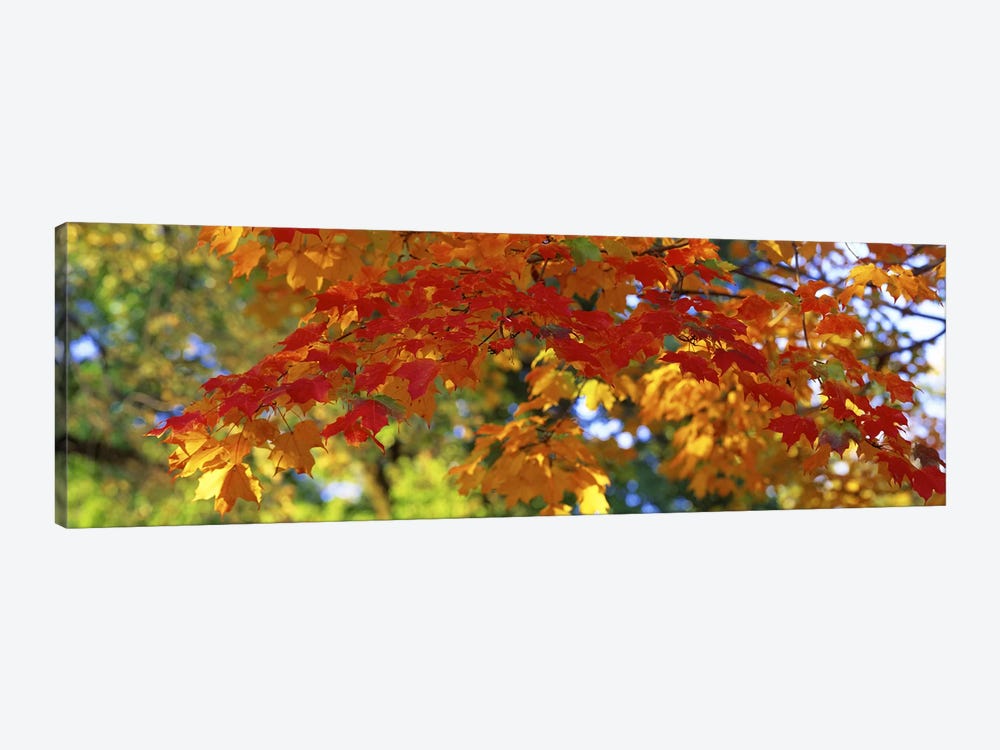 Fall Foliage, Guilford, Baltimore City, Maryland, USA by Panoramic Images 1-piece Canvas Art