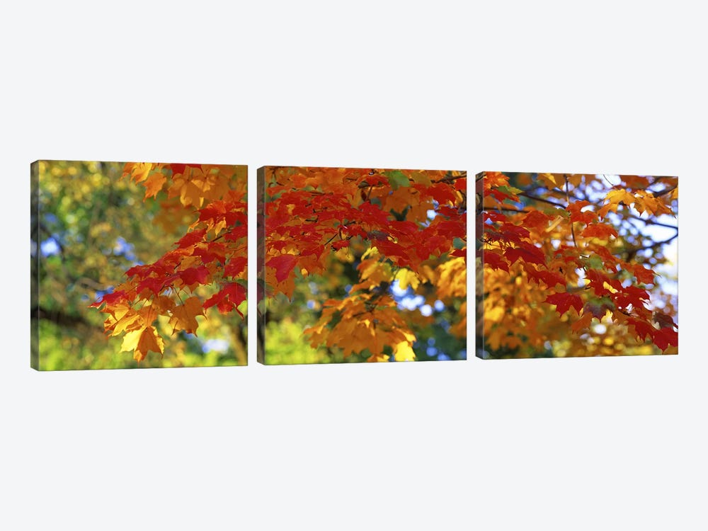 Fall Foliage, Guilford, Baltimore City, Maryland, USA by Panoramic Images 3-piece Canvas Artwork