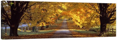 Road, Baltimore County, Maryland, USA Canvas Art Print - Forest Bathing