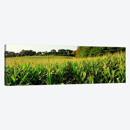 Cornfield, Baltimore County, Maryland, USA Canvas Print #PIM2682} by Panoramic Images Art Print