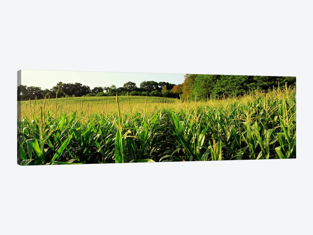 Cornfield, Baltimore County, Maryland, USA by Panoramic Images 1-piece Canvas Art