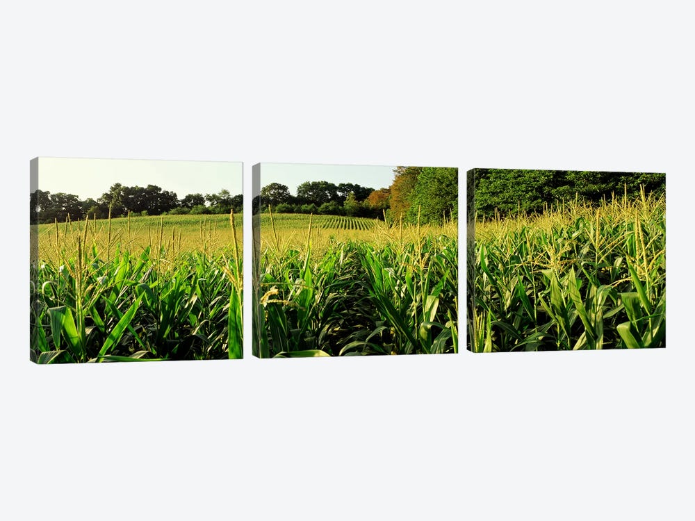 Cornfield, Baltimore County, Maryland, USA by Panoramic Images 3-piece Canvas Wall Art
