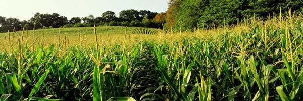 Maryland: Cornfield, Baltimore County, Maryland, USA by Panoramic Images