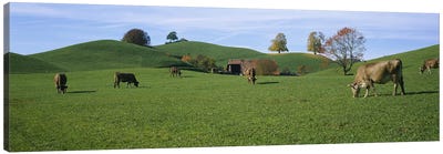 Cows grazing on a field, Canton Of Zug, Switzerland Canvas Art Print - Country Scenic Photography