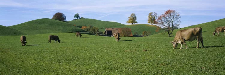 Cows grazing on a field, Canton Of Zug, Switzerland