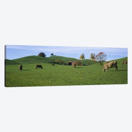 Cows grazing on a field, Canton Of Zug, Switzerland Canvas Print #PIM2684} by Panoramic Images Canvas Wall Art