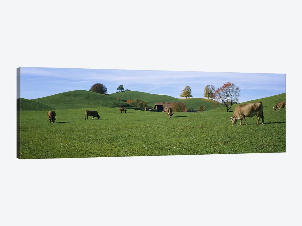 Cows grazing on a field, Canton Of Zug, Switzerland by Panoramic Images 1-piece Canvas Wall Art