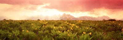Wildflower Meadow, Grand Teton National Park, Wyoming, USA by Panoramic Images multi panel art