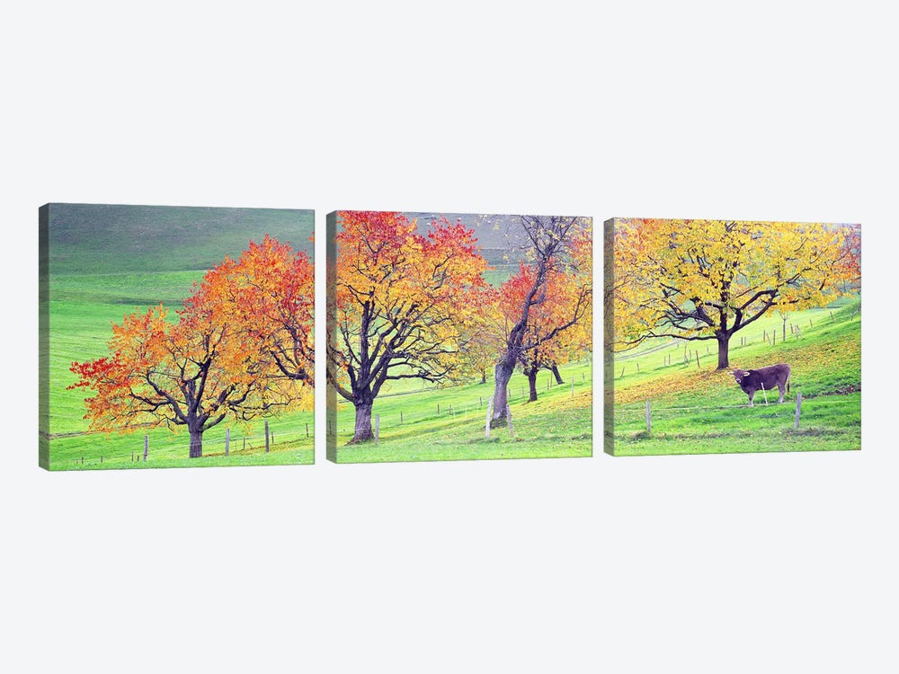 Cow Cantone Zug Switzerland by Panoramic Images 3-piece Art Print