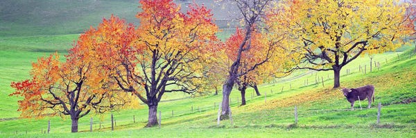 Seasons: Cow Cantone Zug Switzerland by Panoramic Images
