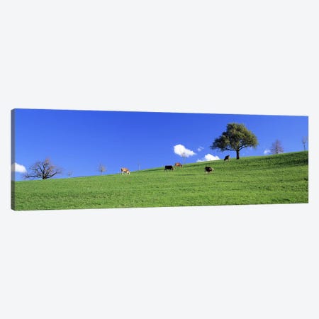 Cows, Canton Zug, Switzerland Canvas Print #PIM2693} by Panoramic Images Canvas Artwork