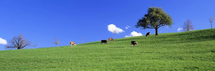 Cows, Canton Zug, Switzerland