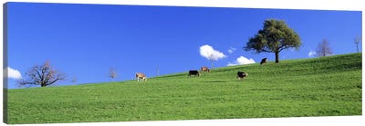 Cows, Canton Zug, Switzerland Canvas Art Print - Cow Art