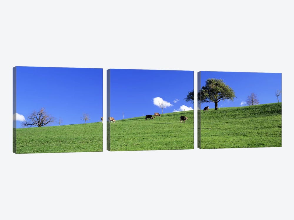 Cows, Canton Zug, Switzerland by Panoramic Images 3-piece Canvas Artwork
