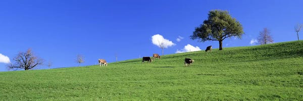 Cows, Canton Zug, Switzerland