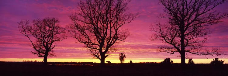 Oak Trees, Sunset, Sweden