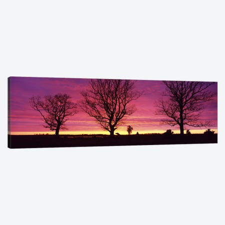 Oak Trees, Sunset, Sweden Canvas Print #PIM2698} by Panoramic Images Canvas Artwork