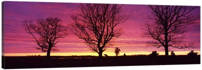 Oak Trees, Sunset, Sweden Canvas Art Print