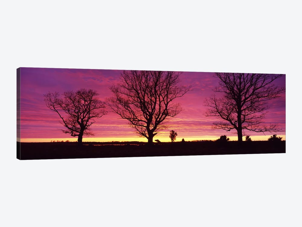 Oak Trees, Sunset, Sweden by Panoramic Images 1-piece Canvas Print