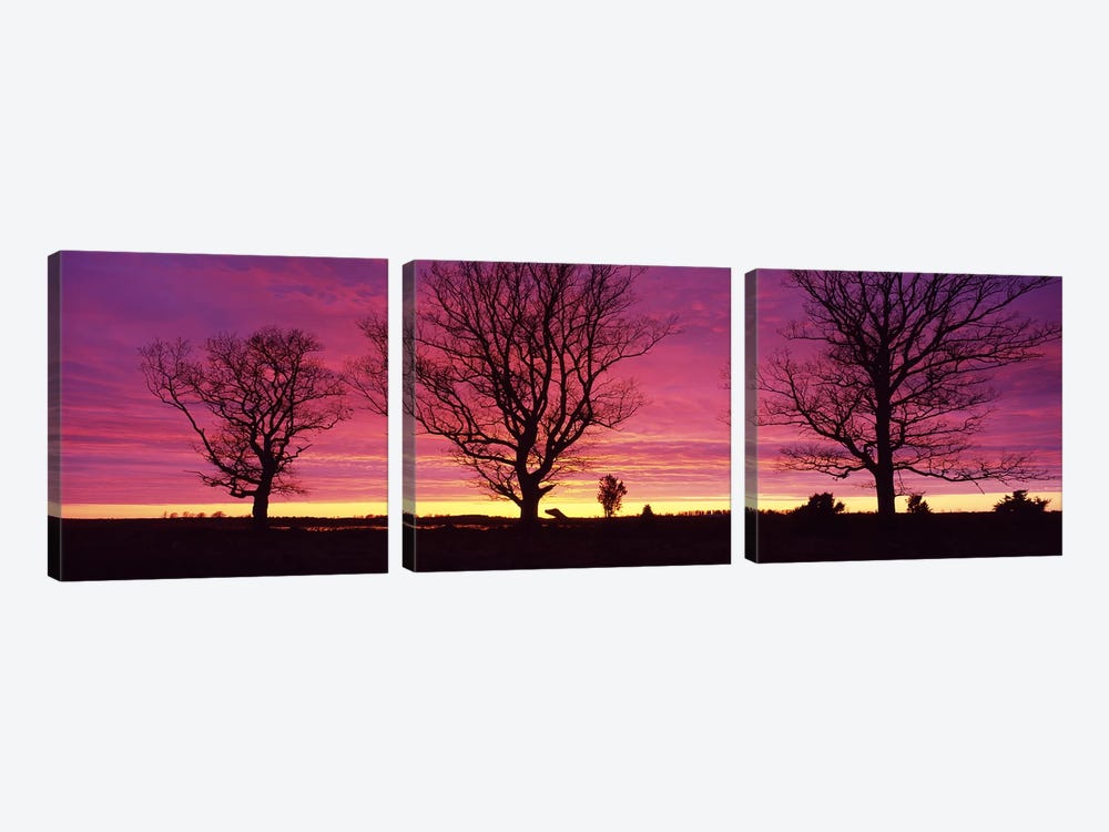 Oak Trees, Sunset, Sweden by Panoramic Images 3-piece Canvas Art Print