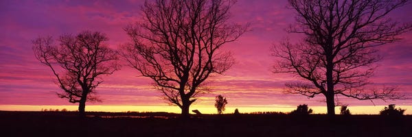 Oak Trees, Sunset, Sweden