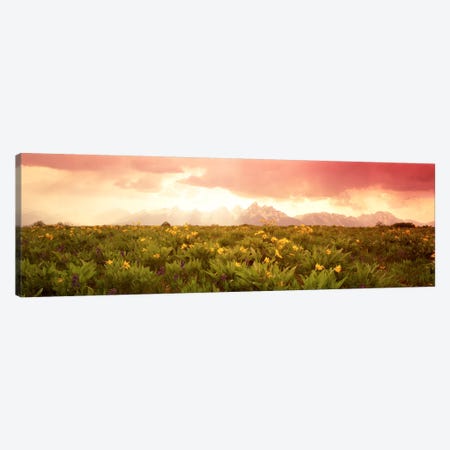 Wildflower Meadow, Grand Teton National Park, Wyoming, USA Canvas Print #PIM269} by Panoramic Images Canvas Wall Art