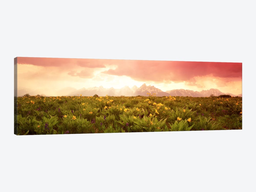 Wildflower Meadow, Grand Teton National Park, Wyoming, USA by Panoramic Images 1-piece Canvas Artwork