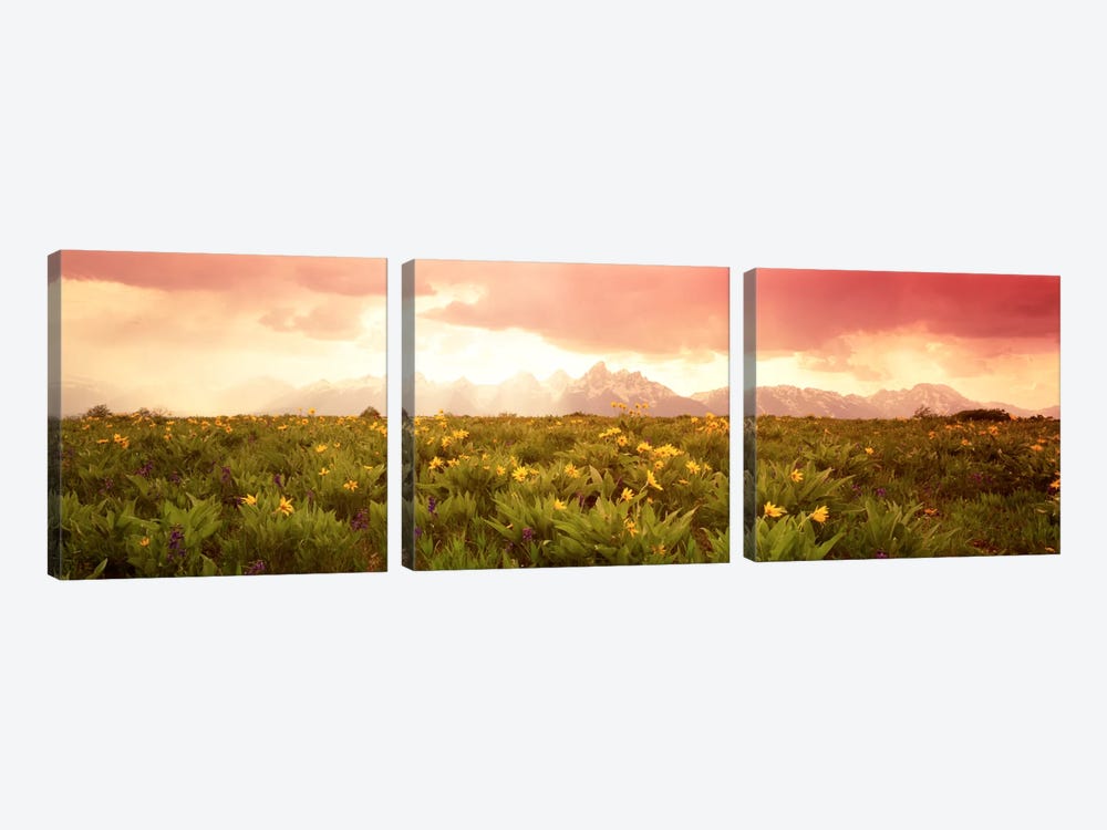 Wildflower Meadow, Grand Teton National Park, Wyoming, USA by Panoramic Images 3-piece Canvas Artwork