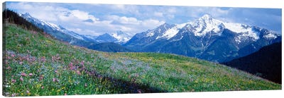 Mountainside Wildflowers, Zillertal Alps, Austria Canvas Art Print - Austria Art