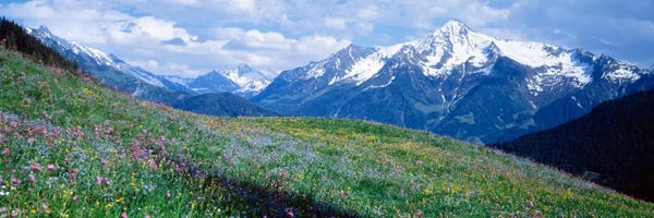 Snowy Mountains: Mountainside Wildflowers, Zillertal Alps, Austria by Panoramic Images