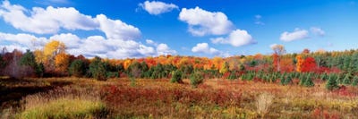 Autumnal Wooded Landscape, New York, USA by Panoramic Images canvas print