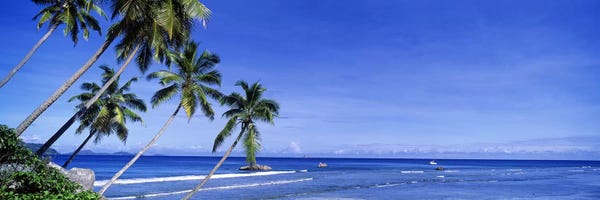 Seychelles: Coastal Palms, La Digue, Republic Of Seychelles by Panoramic Images
