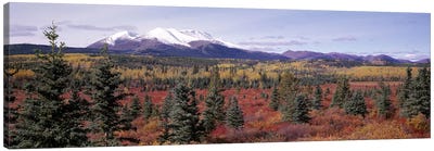 Forested Landscape, Yukon Territory, Canada Canvas Art Print - Pine Tree Art