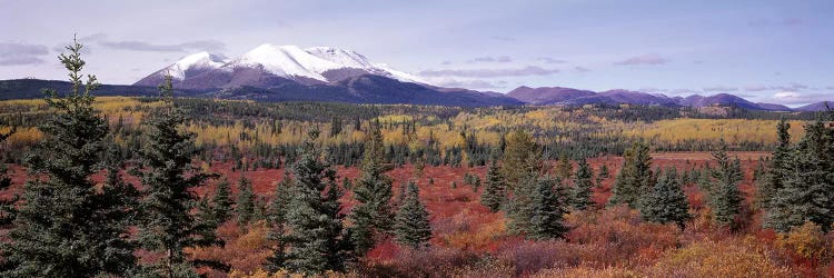 Forested Landscape, Yukon Territory, Canada