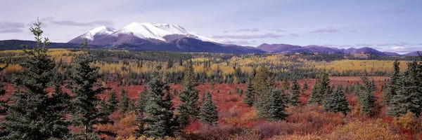 Yukon: Forested Landscape, Yukon Territory, Canada by Panoramic Images