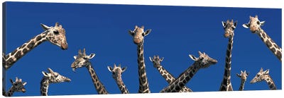 Curious Giraffes (concept) Kenya Africa Canvas Art Print - Africa Art