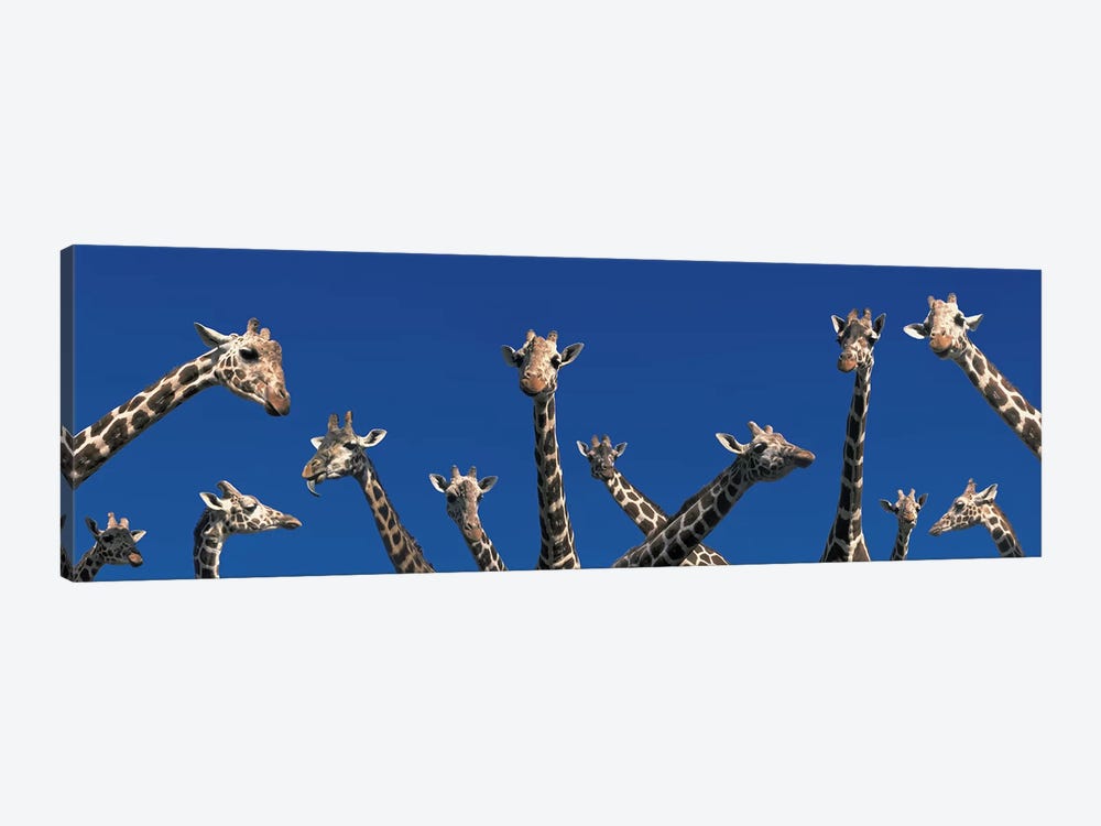 Curious Giraffes (concept) Kenya Africa by Panoramic Images 1-piece Canvas Art