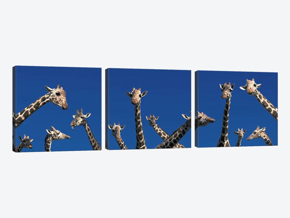 Curious Giraffes (concept) Kenya Africa by Panoramic Images 3-piece Canvas Wall Art