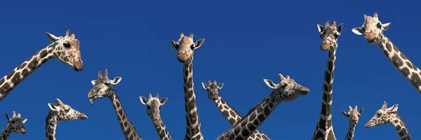 Giraffes: Curious Giraffes (concept) Kenya Africa by Panoramic Images
