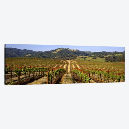 Vineyard, Geyserville, Dry Creek Valley, Sonoma County, California, USA Canvas Print #PIM272} by Panoramic Images Art Print