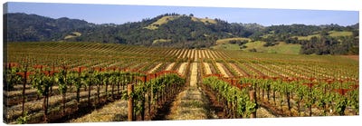 Vineyard, Geyserville, Dry Creek Valley, Sonoma County, California, USA Canvas Art Print - Country Scenic Photography