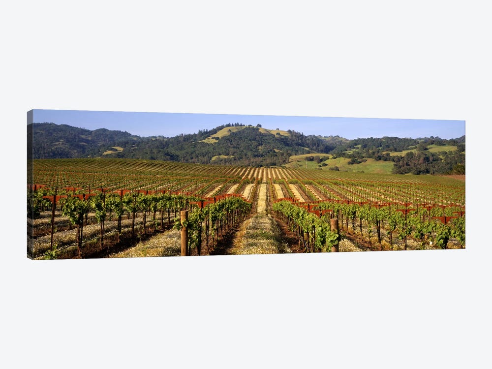 Vineyard, Geyserville, Dry Creek Valley, Sonoma County, California, USA by Panoramic Images 1-piece Canvas Art