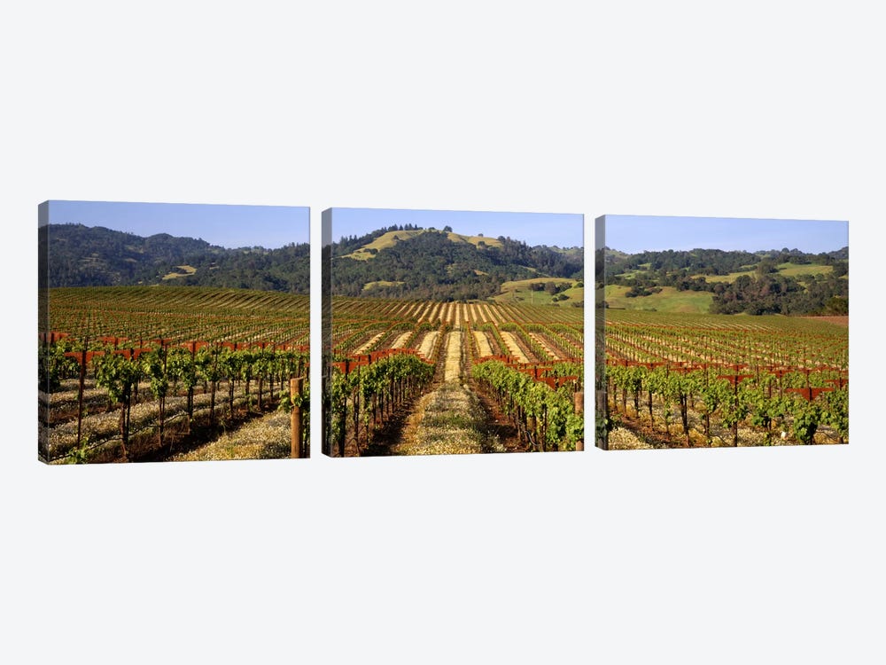 Vineyard, Geyserville, Dry Creek Valley, Sonoma County, California, USA by Panoramic Images 3-piece Canvas Artwork