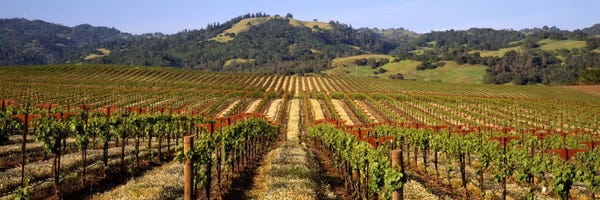Vineyards: Vineyard, Geyserville, Dry Creek Valley, Sonoma County, California, USA by Panoramic Images