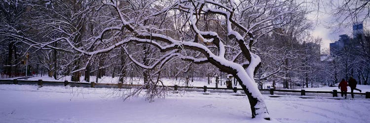 Trees covered with snow in a park, Central Park, New York City, New York state, USA