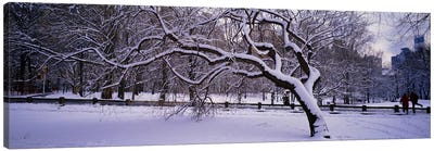 Trees covered with snow in a park, Central Park, New York City, New York state, USA Canvas Art Print
