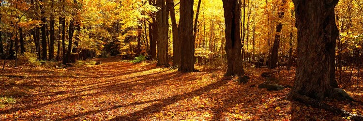 Tree Lined Road, Massachusetts, USA by Panoramic Images wall art