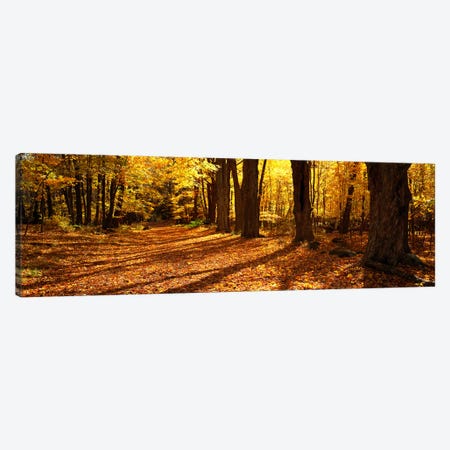 Tree Lined Road, Massachusetts, USA Canvas Print #PIM2797} by Panoramic Images Canvas Wall Art